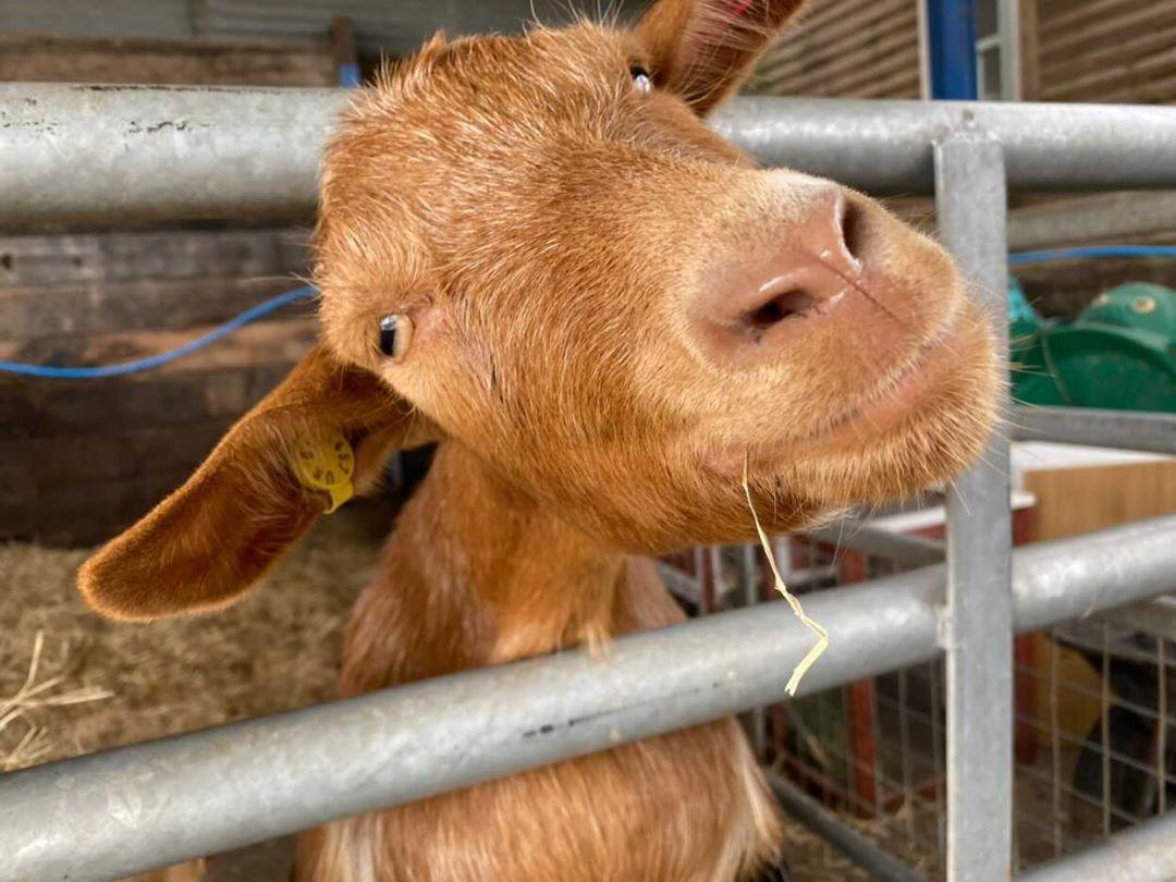 Goat at G;lebe Farm