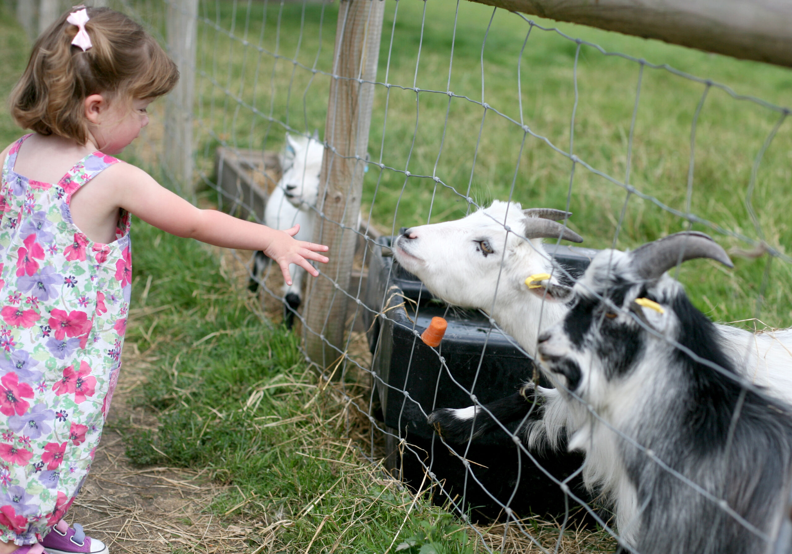 Feeding the goats